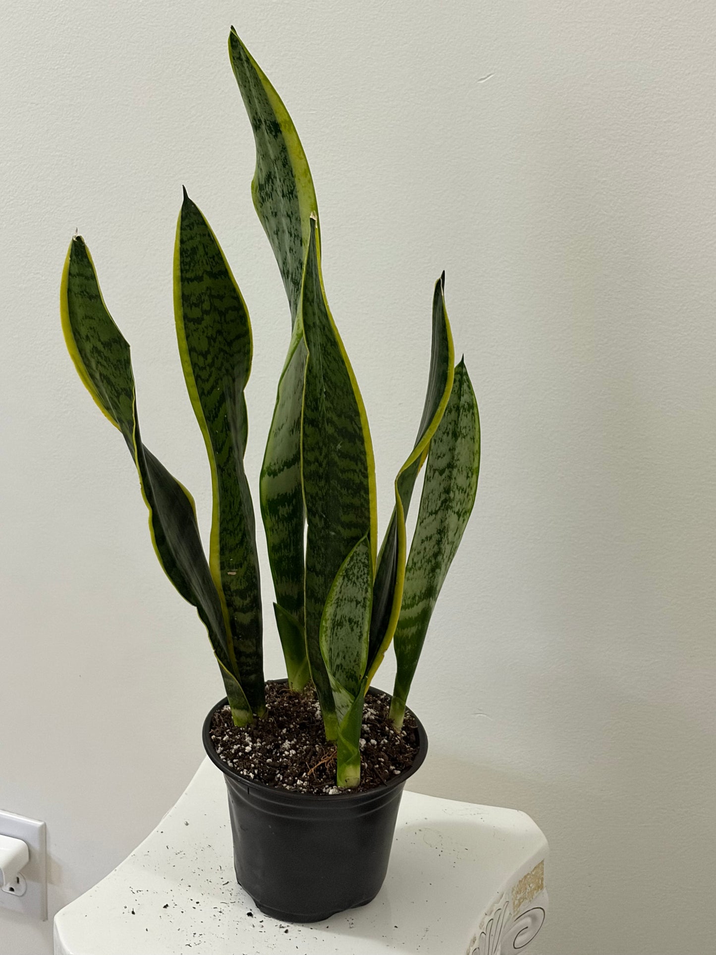 6" Pot Snake Plant