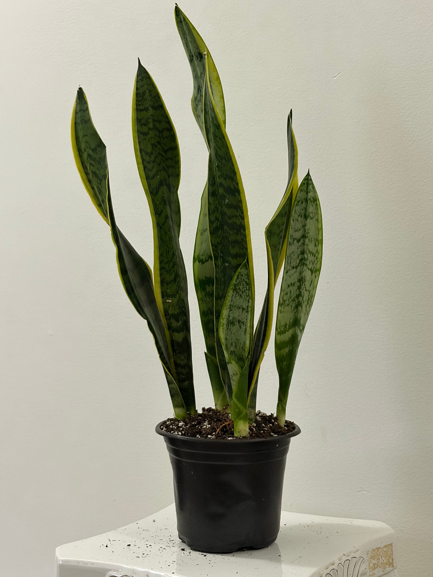 6" Pot Snake Plant
