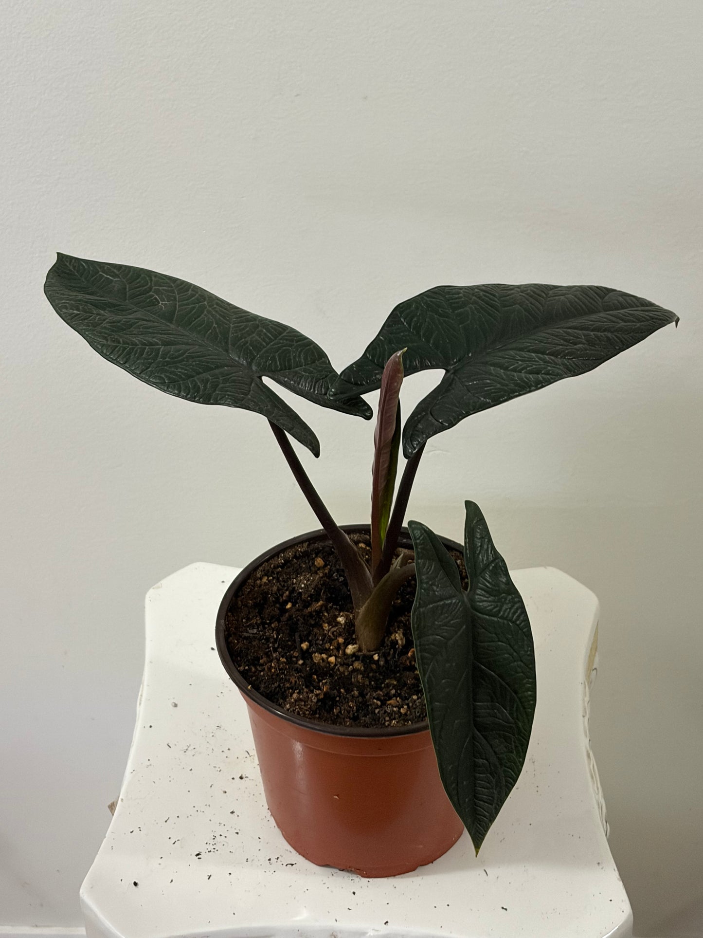 6" Alocasia Scalprum