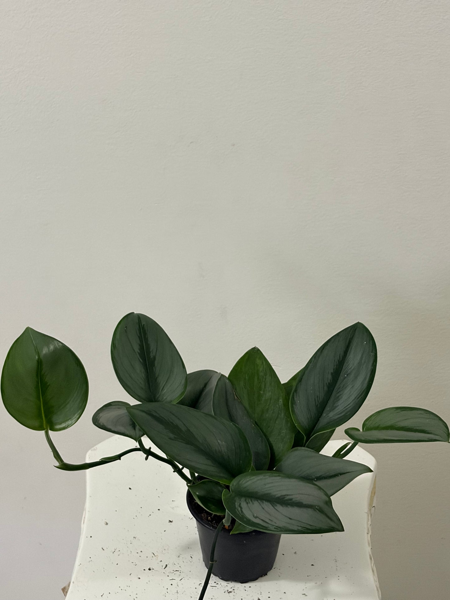 Scindapsus Trebuii Moonlight
