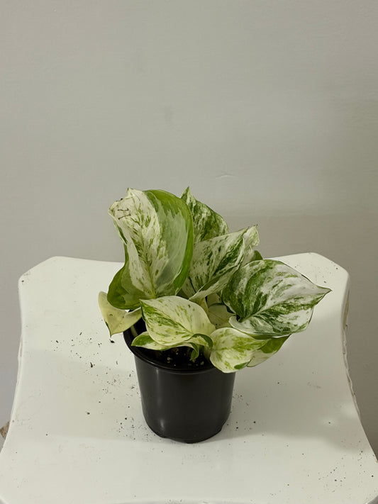 4" Manjula Pothos