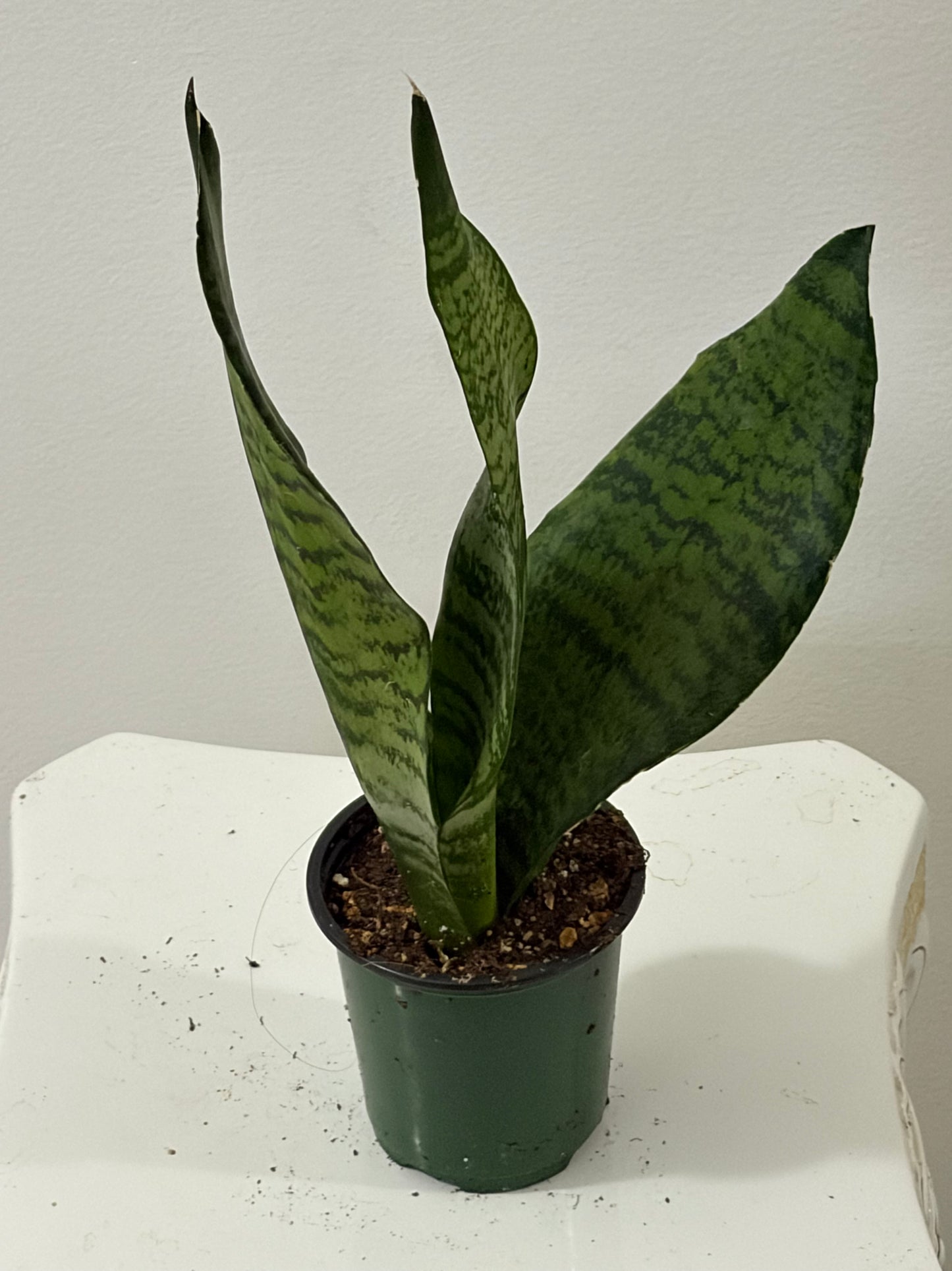 4" Green Snake Plants