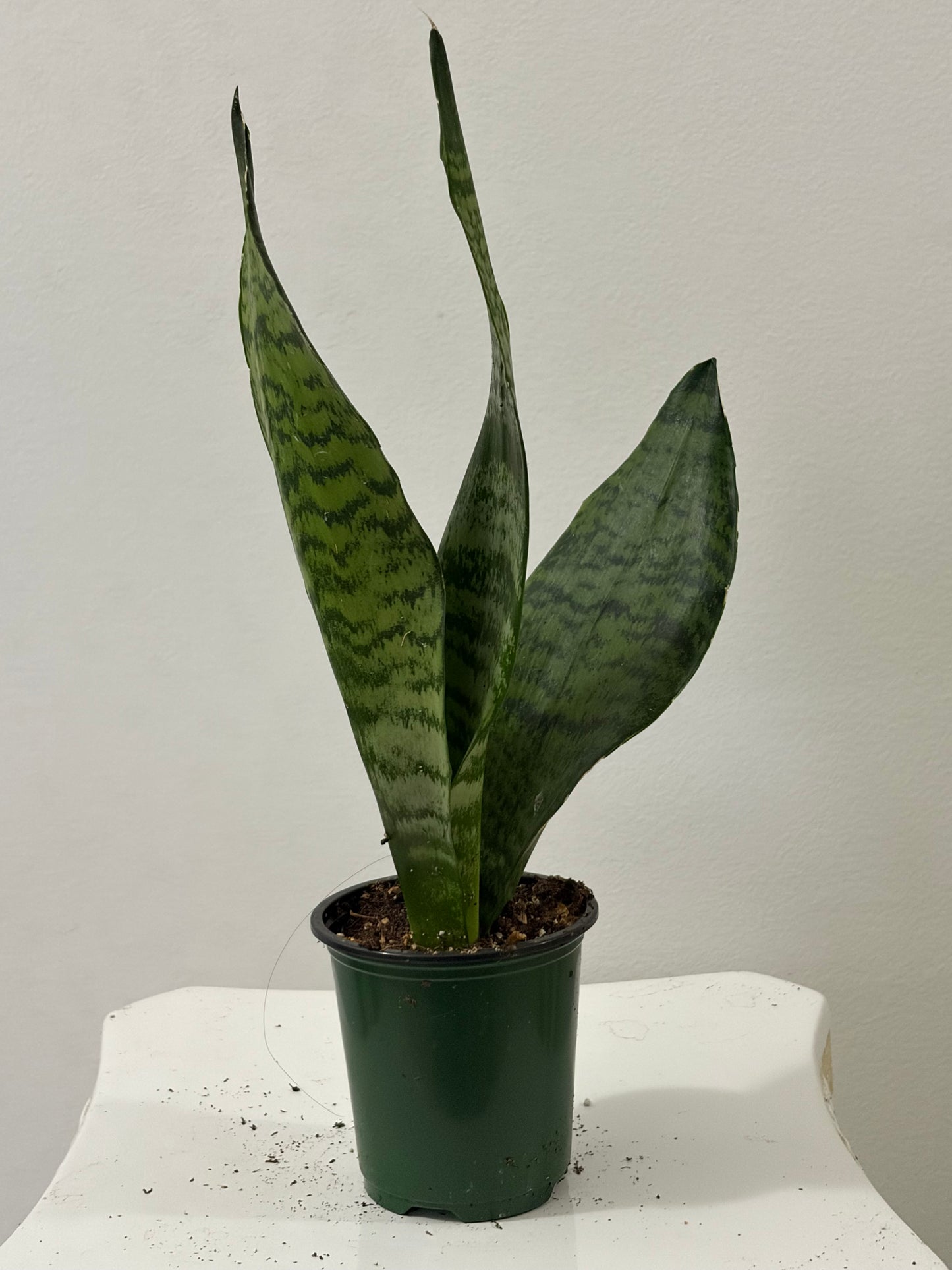 4" Green Snake Plants