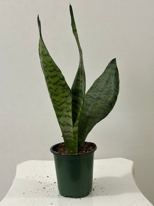 4" Green Snake Plants
