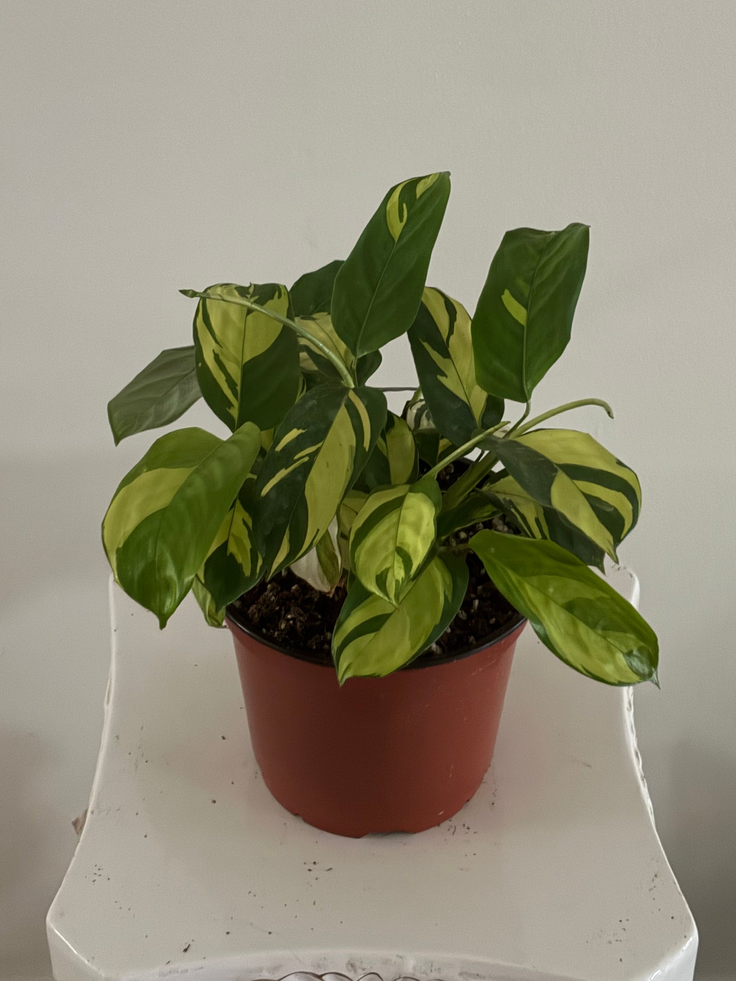 6" Calathea Pilosa