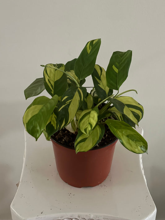6" Calathea Pilosa