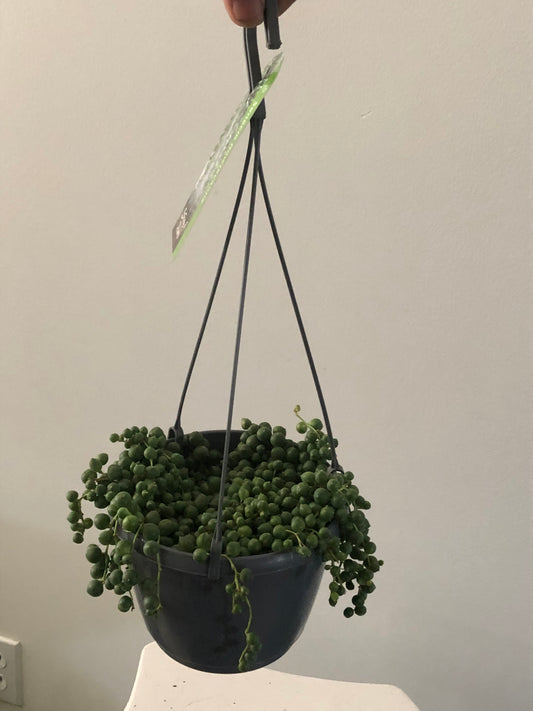 String of Pearls Hanging Basket