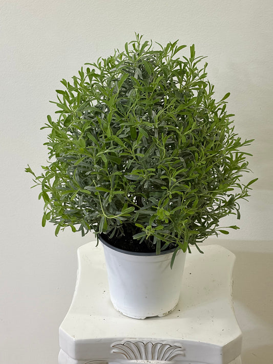 6" Lavender Tree