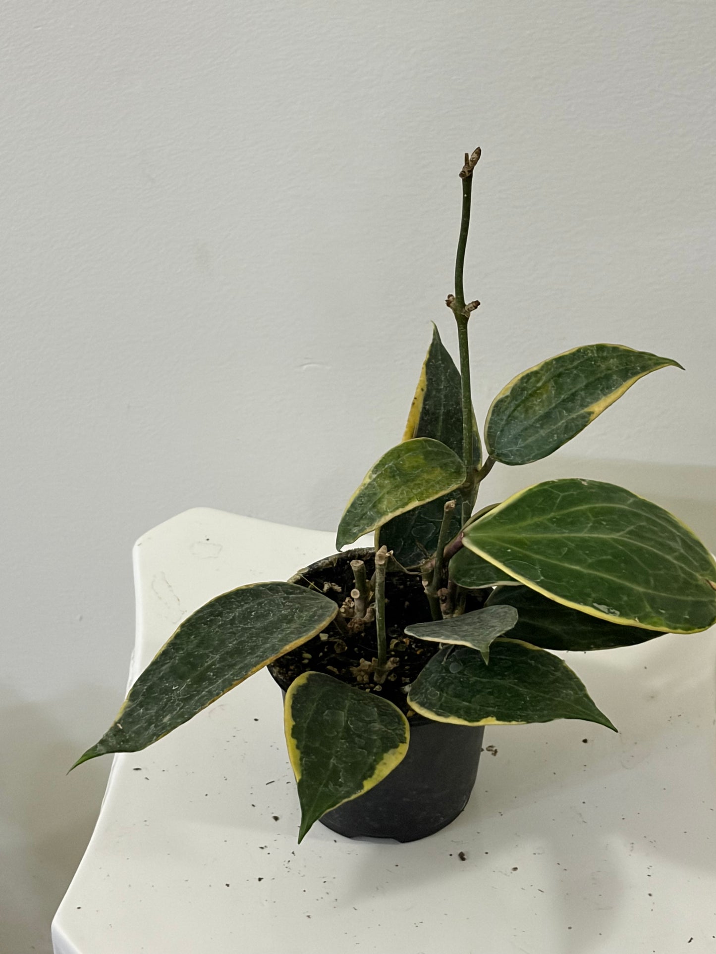 4" Hoya Macrophylla