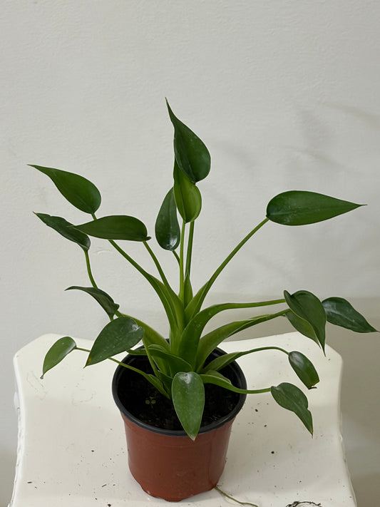 4' Alocasia Tiny Dancer
