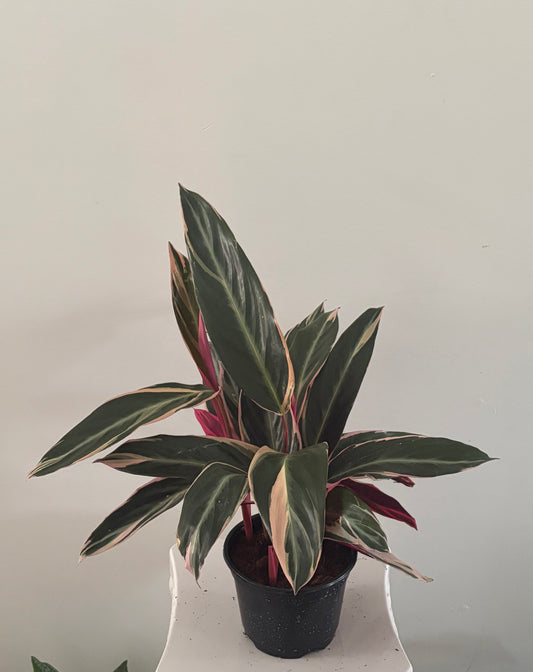 6" Stromanthe Triostar