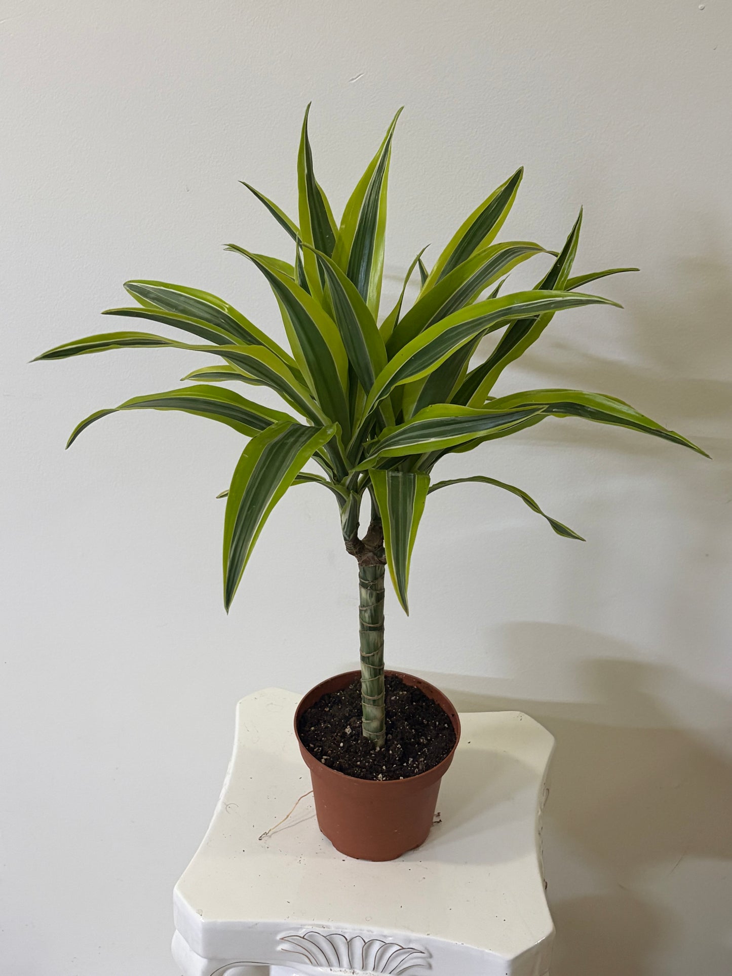 6" Dracaena Lemon Lime Tree