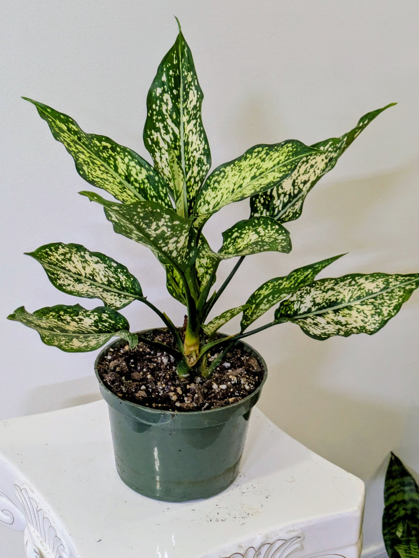 6" Aglaonema Sparkling Snow