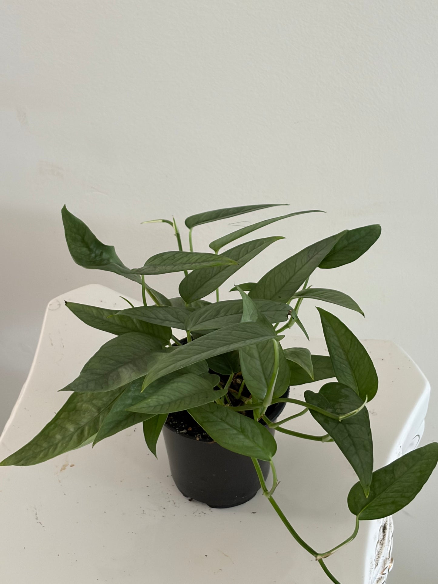 4" Cebu Blue Pothos