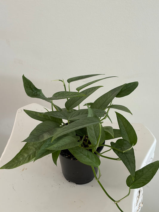 4" Cebu Blue Pothos