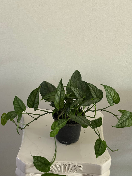 4" Monstera Siltepecana