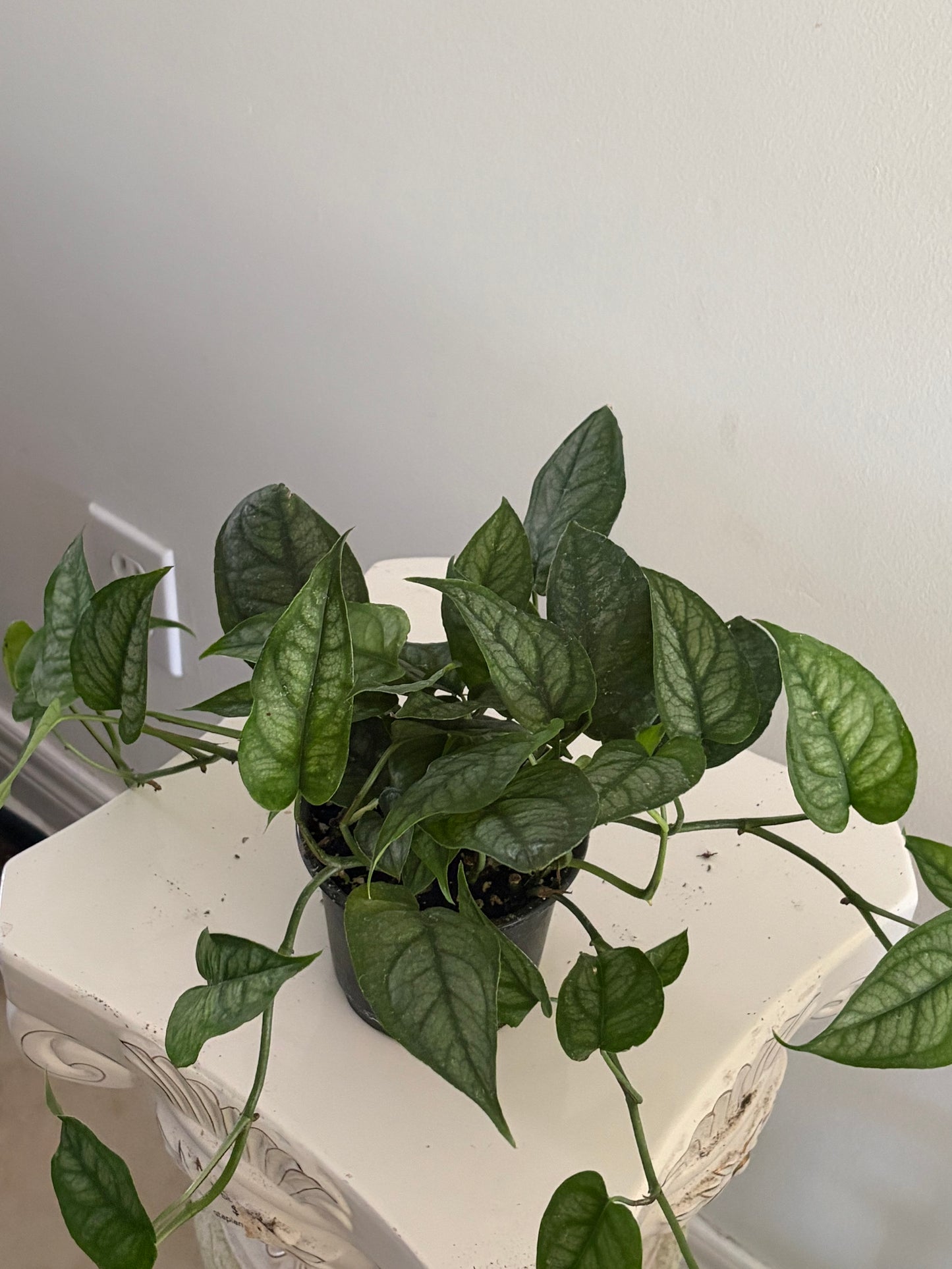 4" Monstera Siltepecana