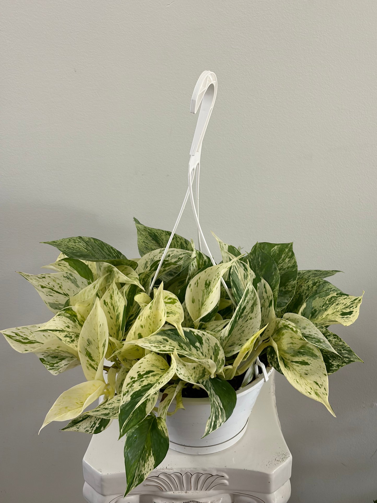 8" Snow Queen Pothos Hanging Basket