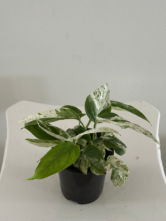 4" Highly Variegated Epipremnum Pinnatum Albo