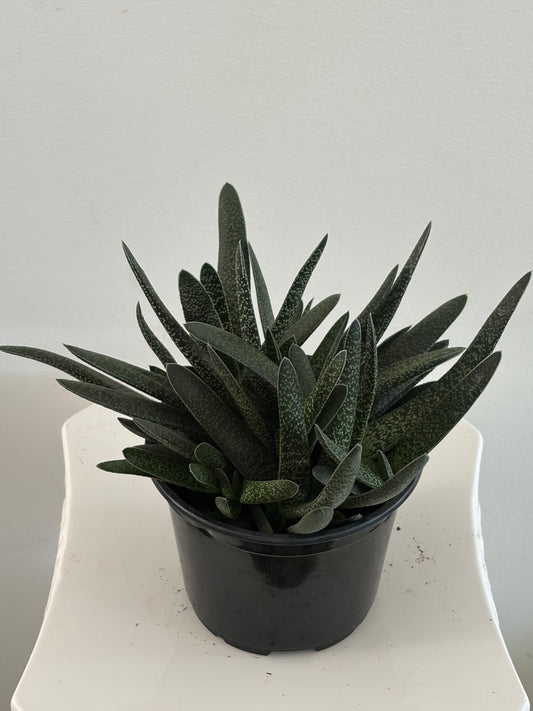 6" Succulent