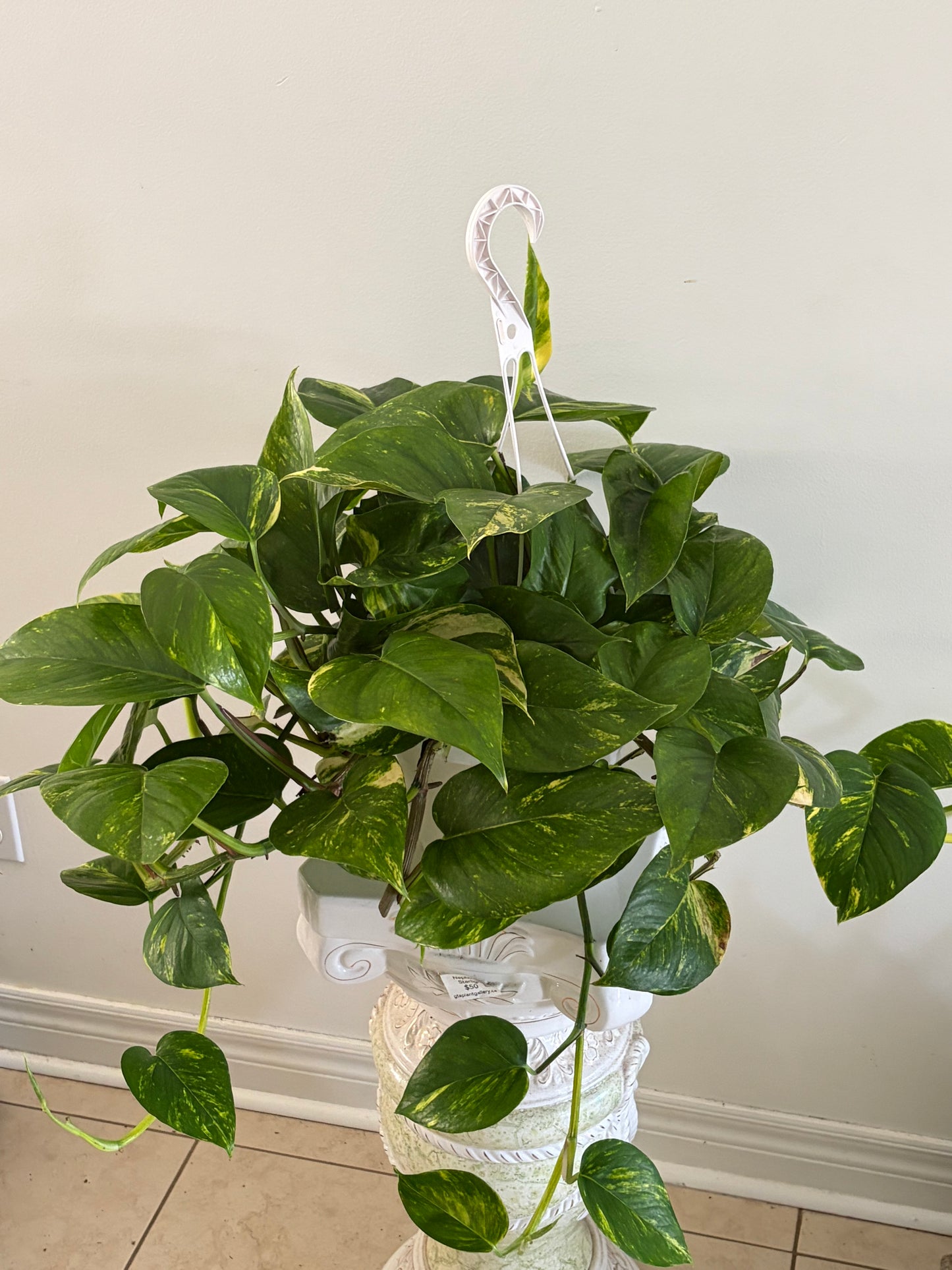 6" Golden Pothos Hanging Basket