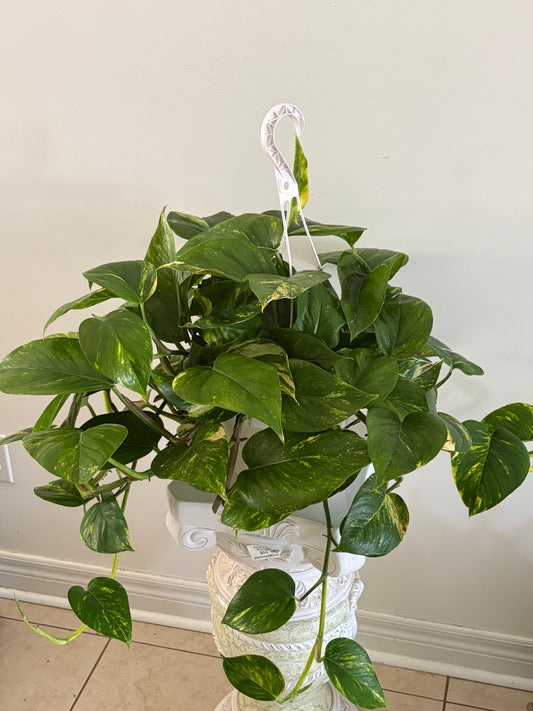6" Golden Pothos Hanging Basket
