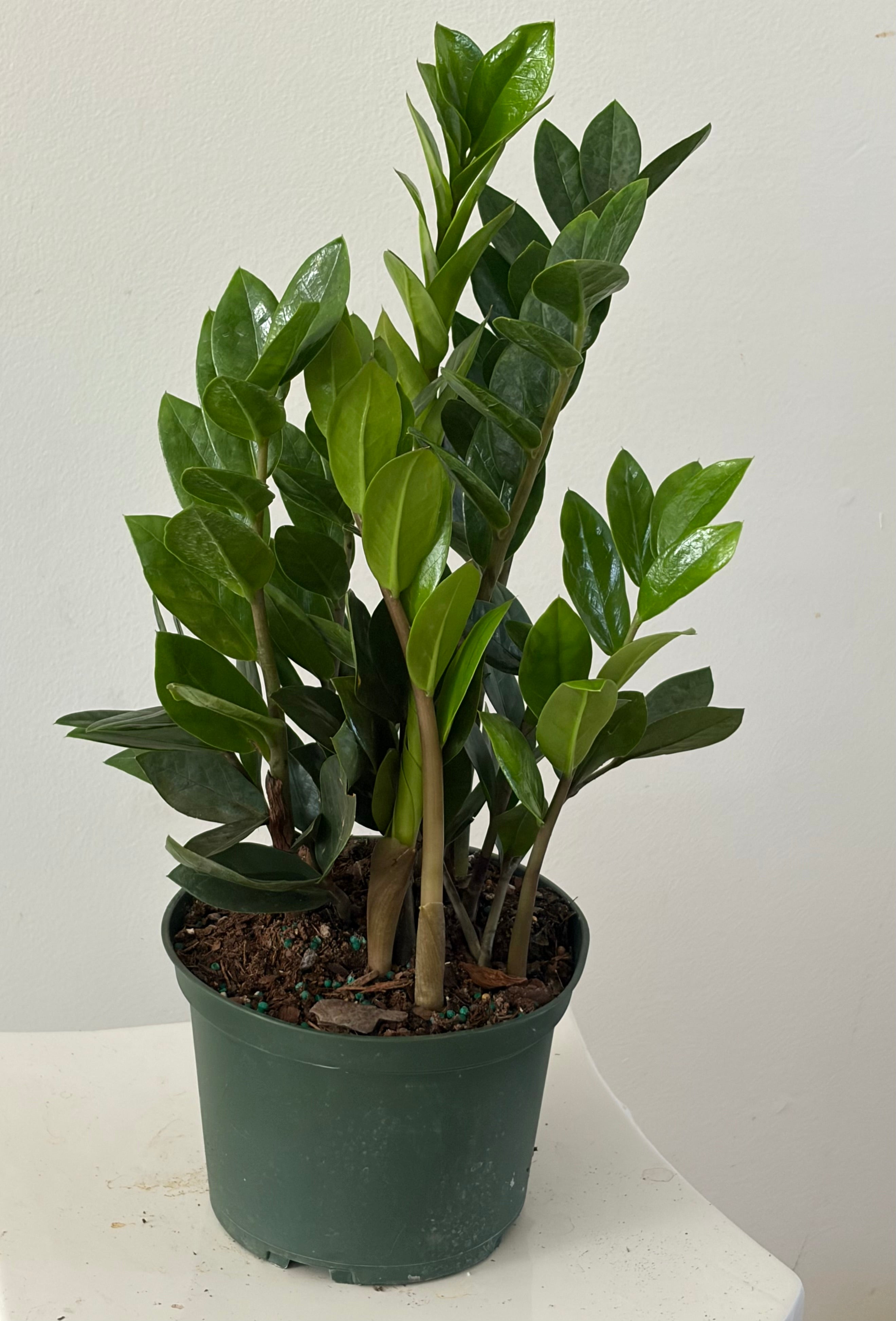 Best Sellers – GTA Plant Gallery