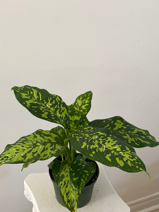 6" Dieffenbachia Cheetah