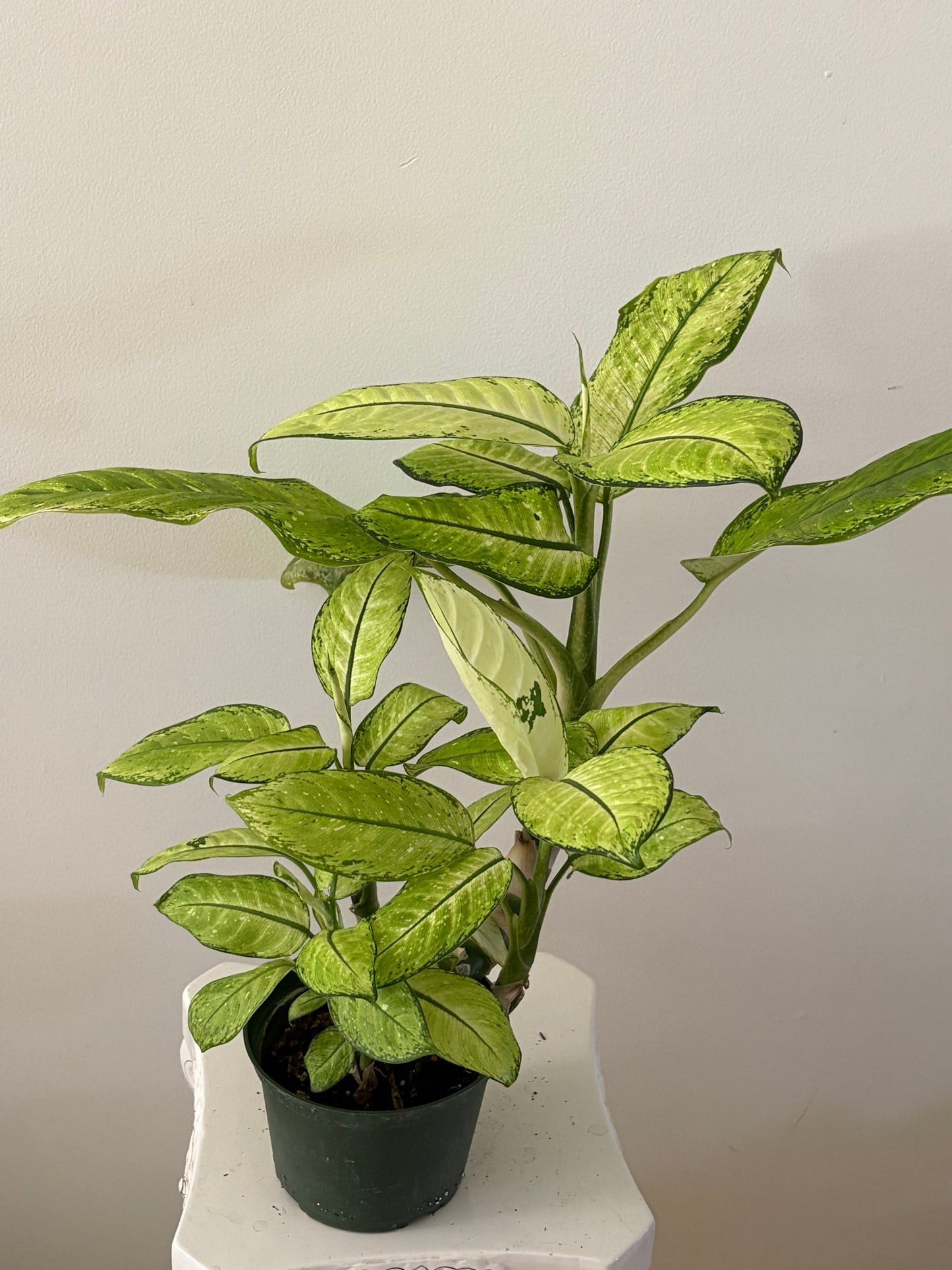 6" Dieffenbacia Memori Corsii