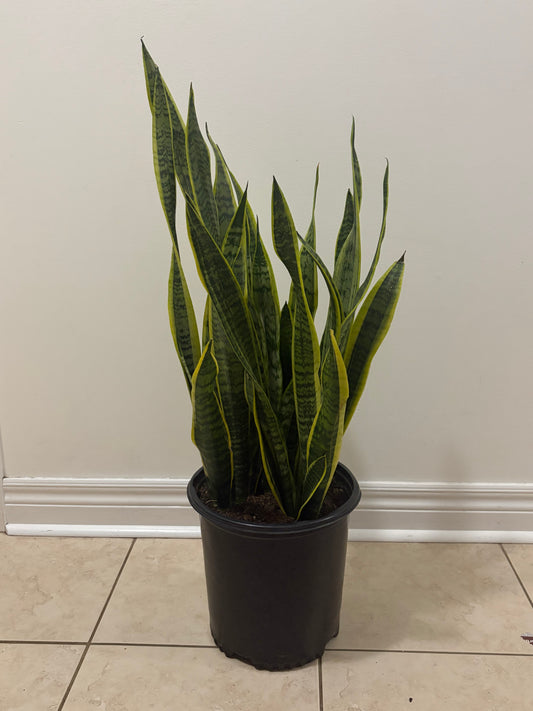 10" Sansevieria Laurentii