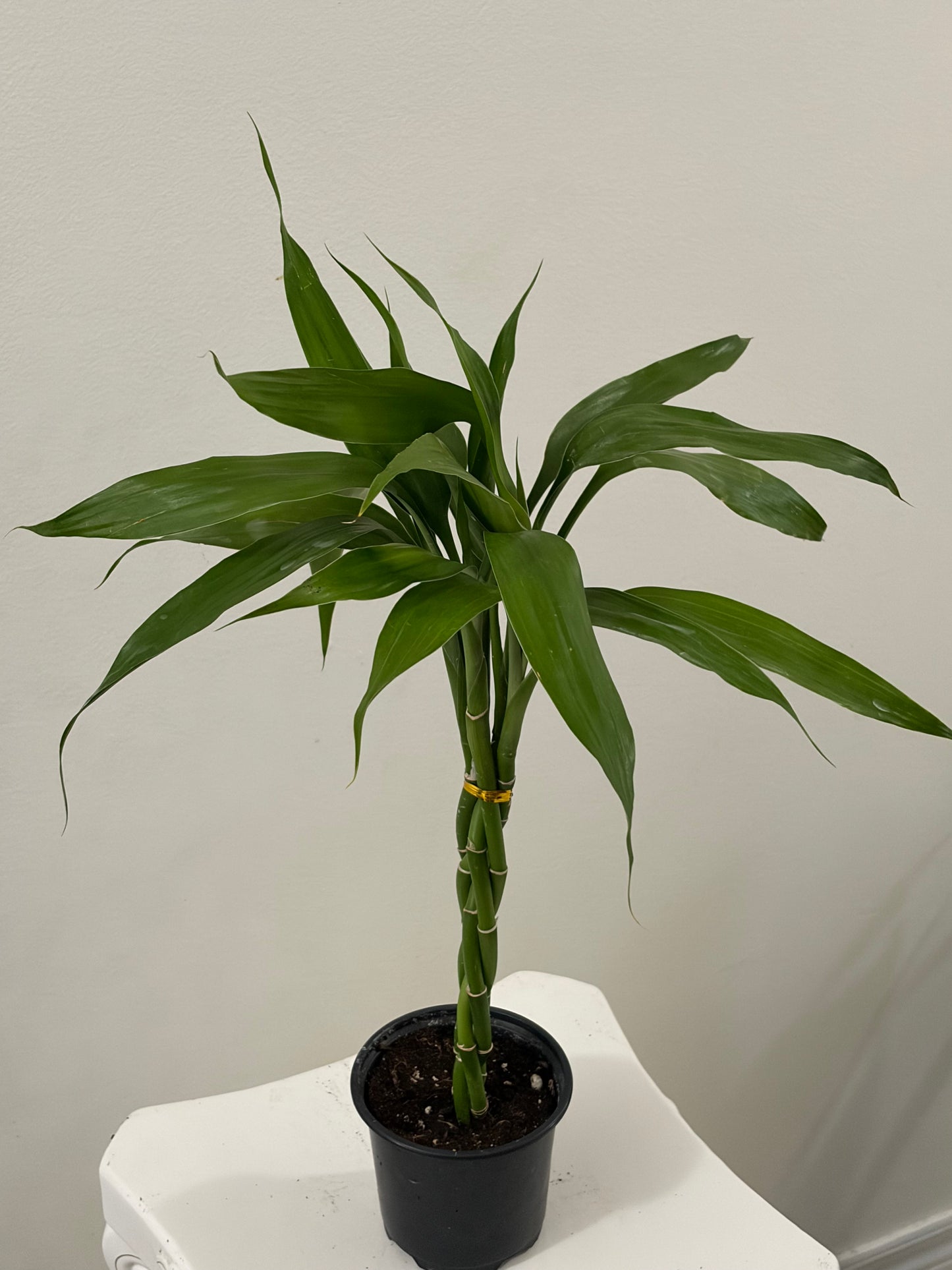 4" Mini Twist Bamboo