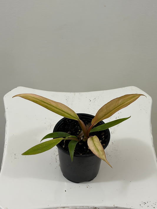 4" Philodendron Caramel Pluto