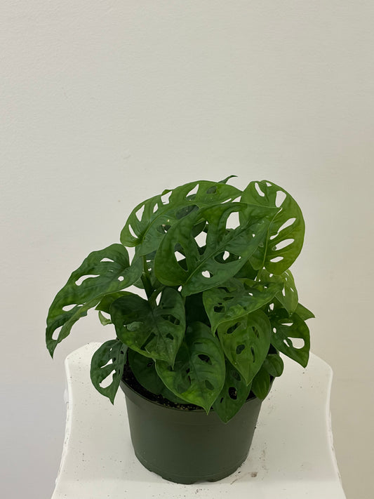 6" Monstera Swiss Cheese/Monstera Adansonii