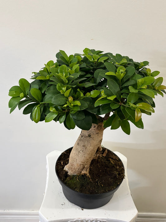 8" Bonsai Tree