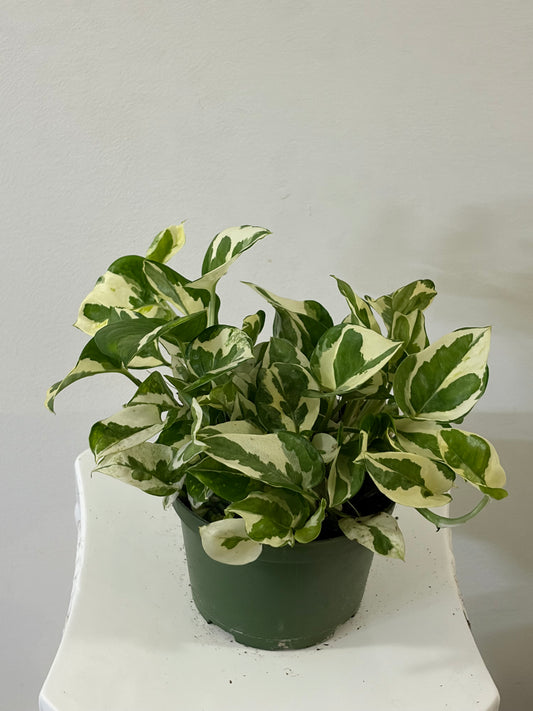6" Pearls and Jade Pothos