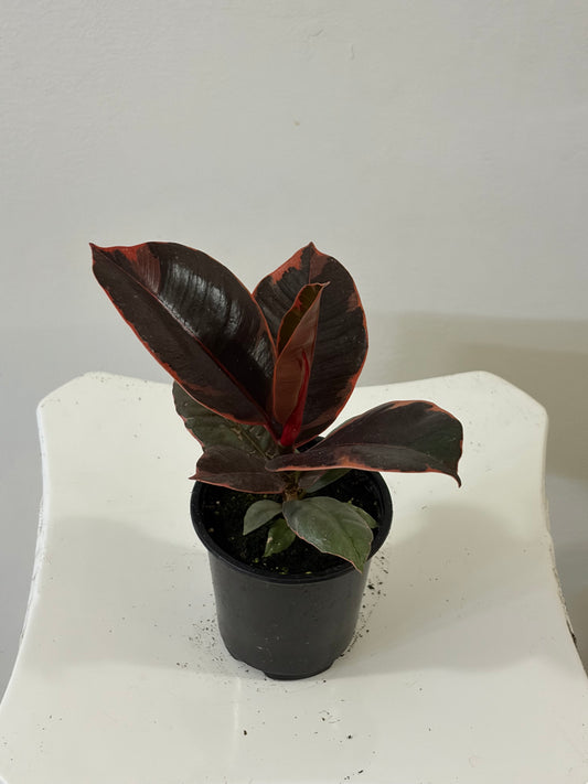 4" Ficus Elastica Tineke Ruby