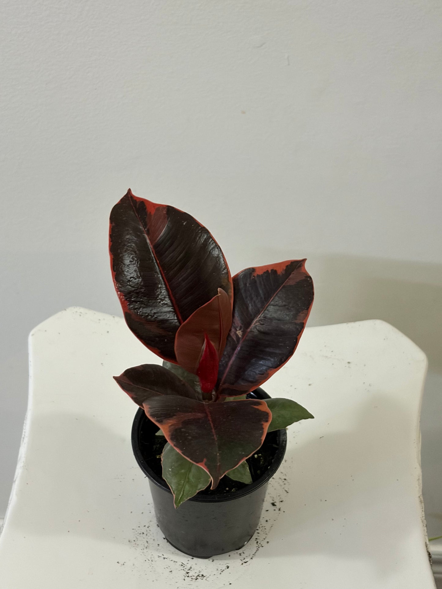 4" Ficus Elastica Tineke Ruby