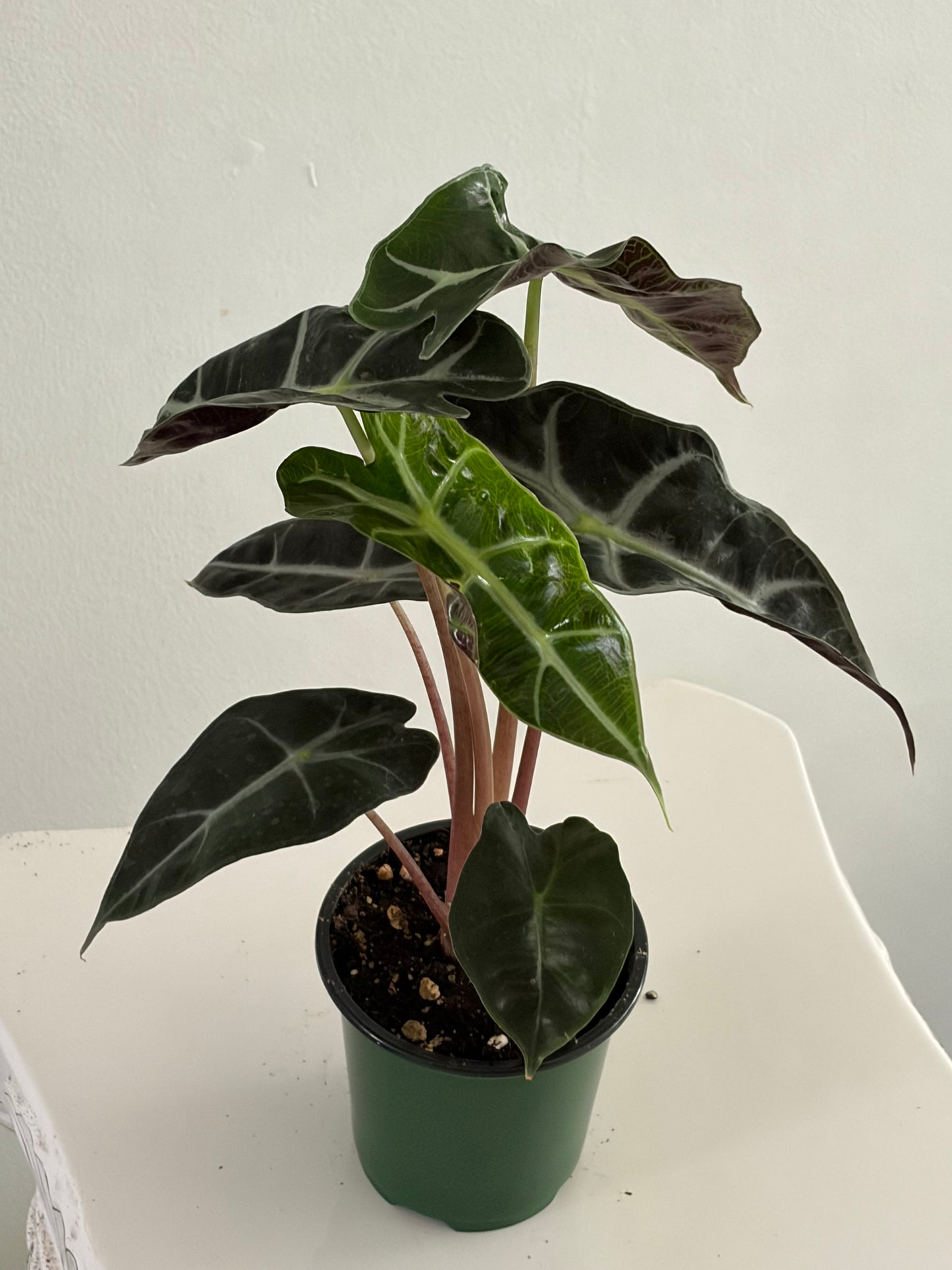 4" Alocasia Polly