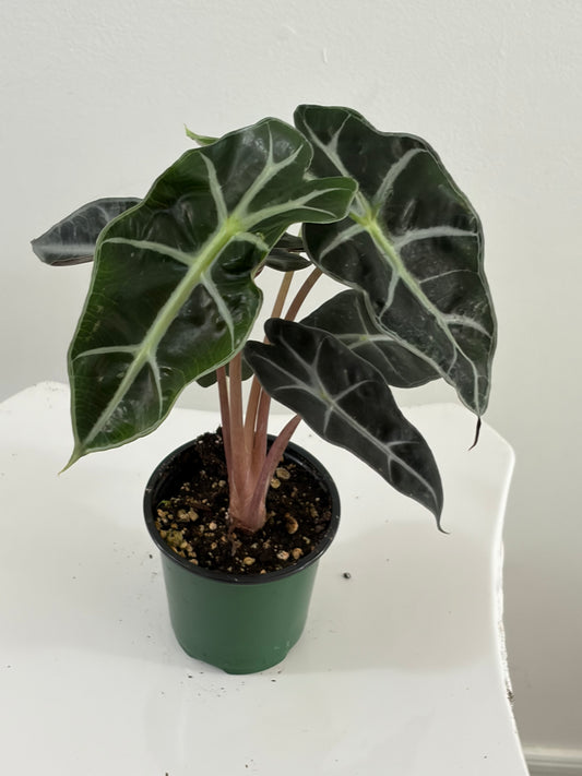 4" Alocasia Polly