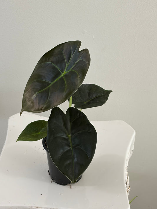 4" Alocasia Golden Bone