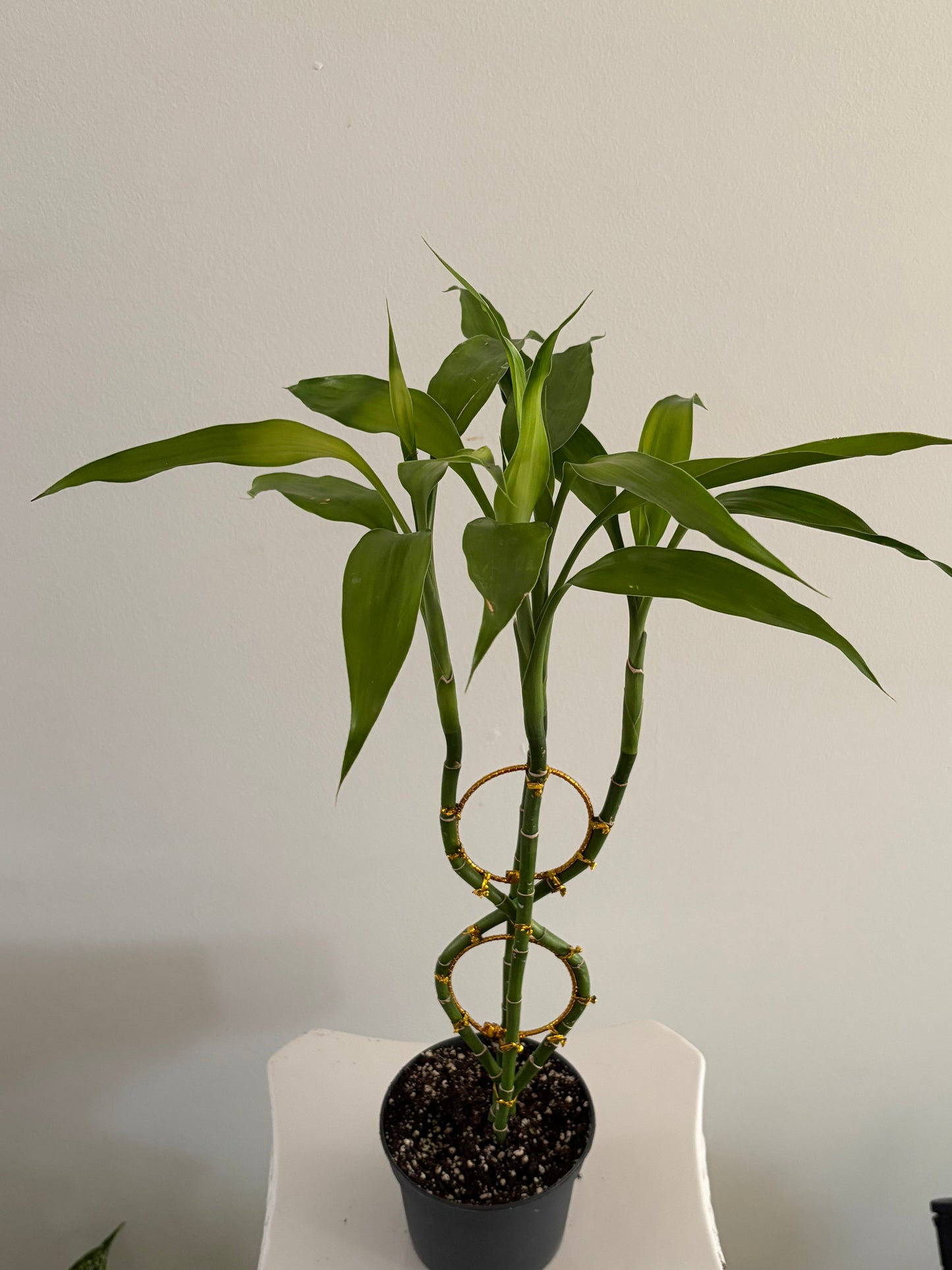 4" Lucky Bamboo