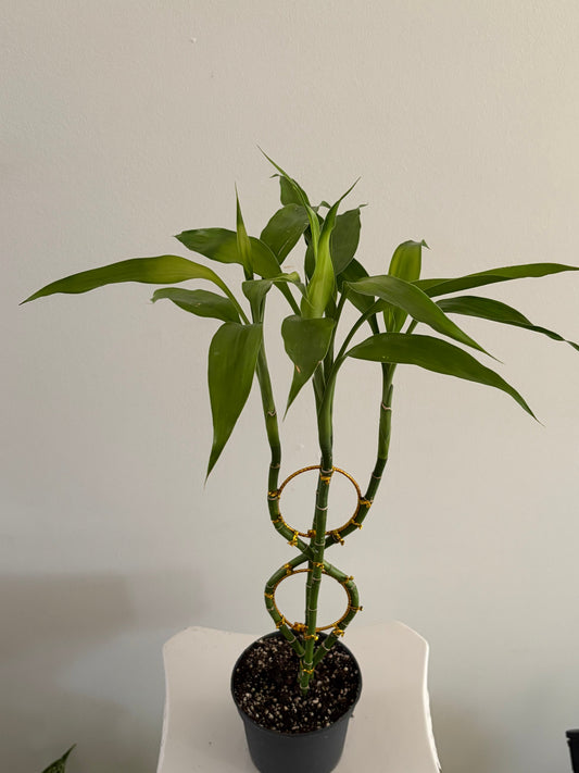 4" Lucky Bamboo