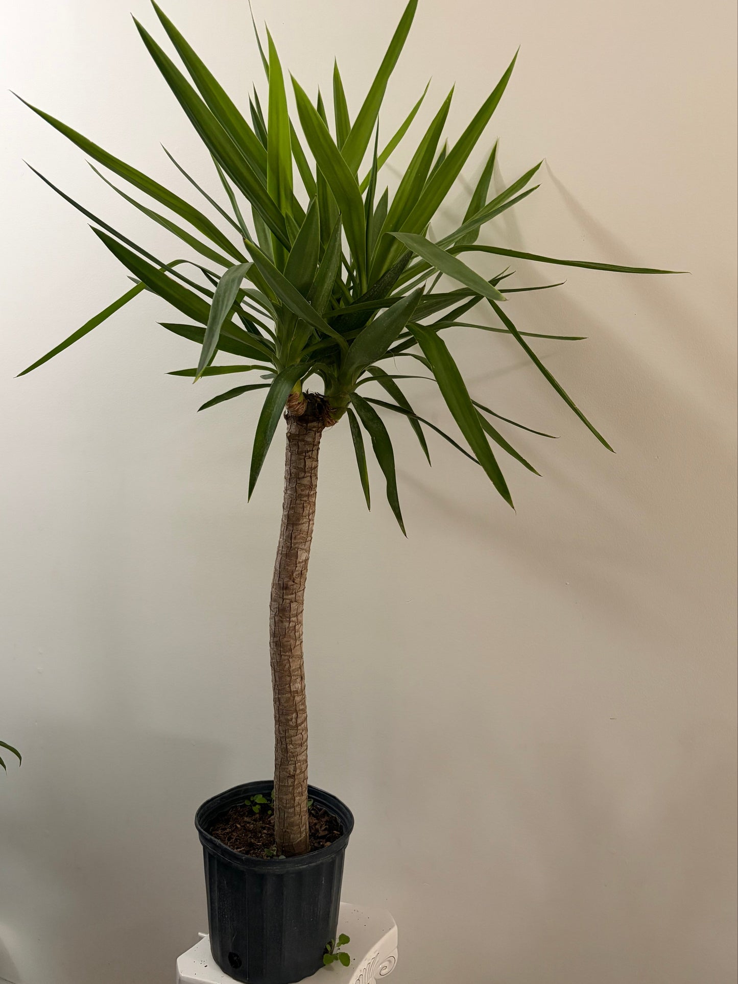 10" pot and 4.5ft tall Yucca Tree