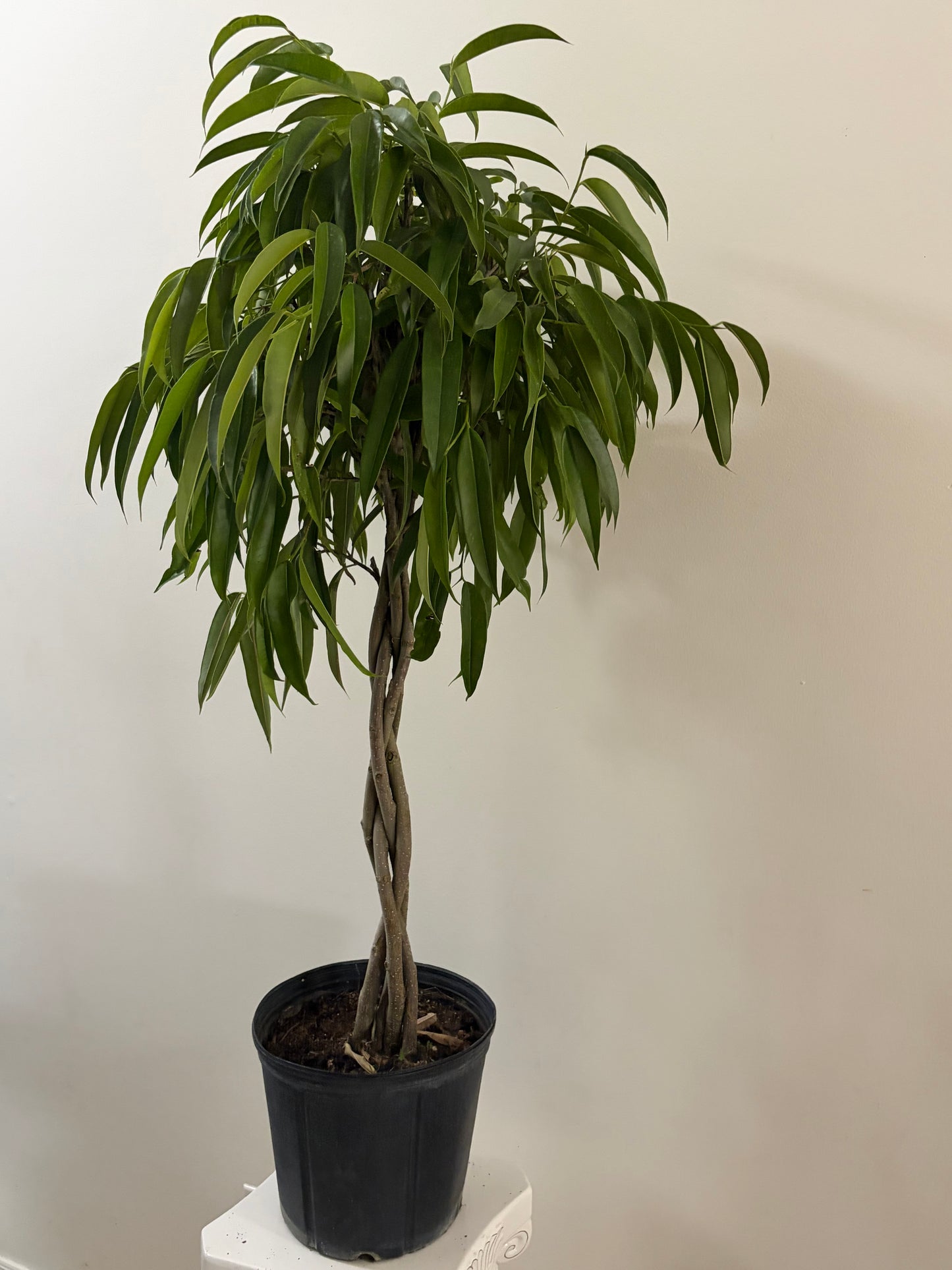 10" pot and 4ft tall Ficus Alii Braid