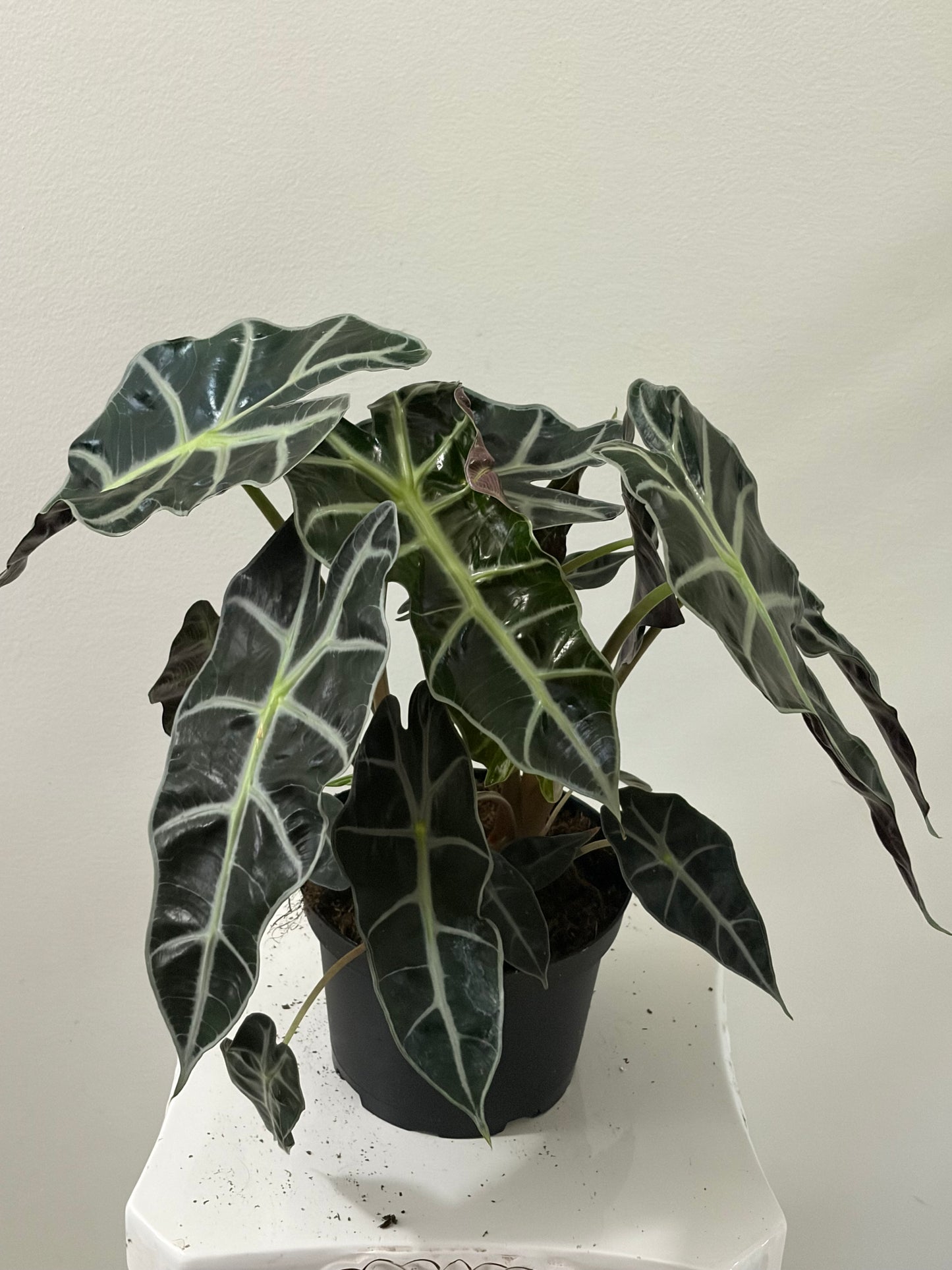 6" Alocasia Polly