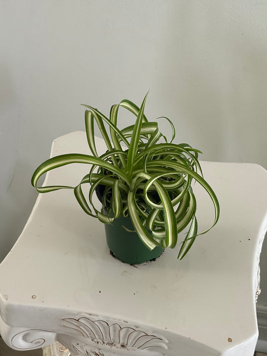 4" Spider Plant $7 each