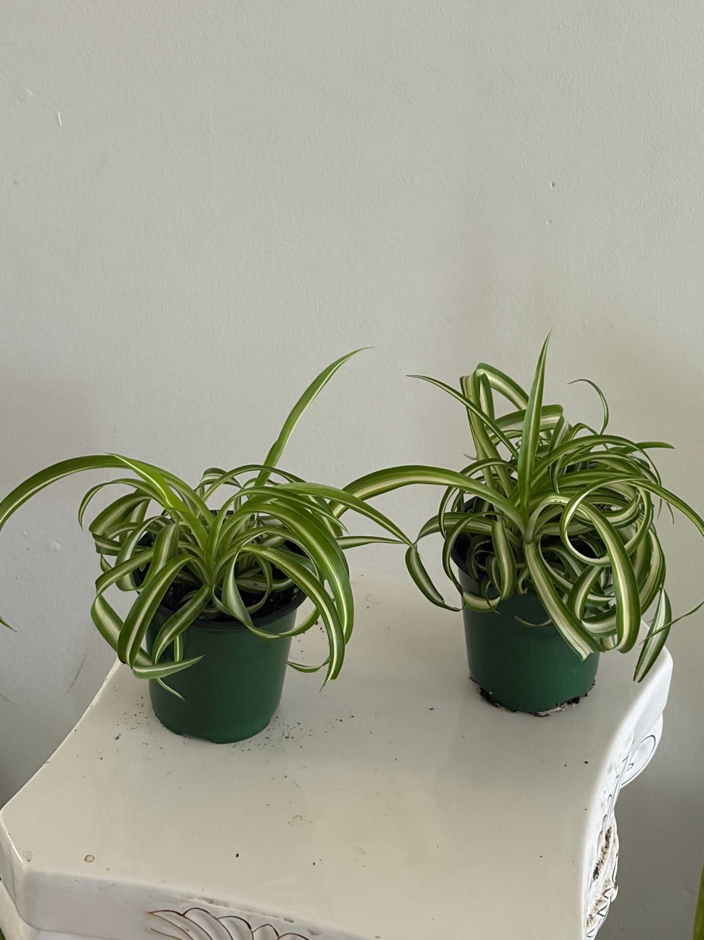 4" Spider Plant $7 each