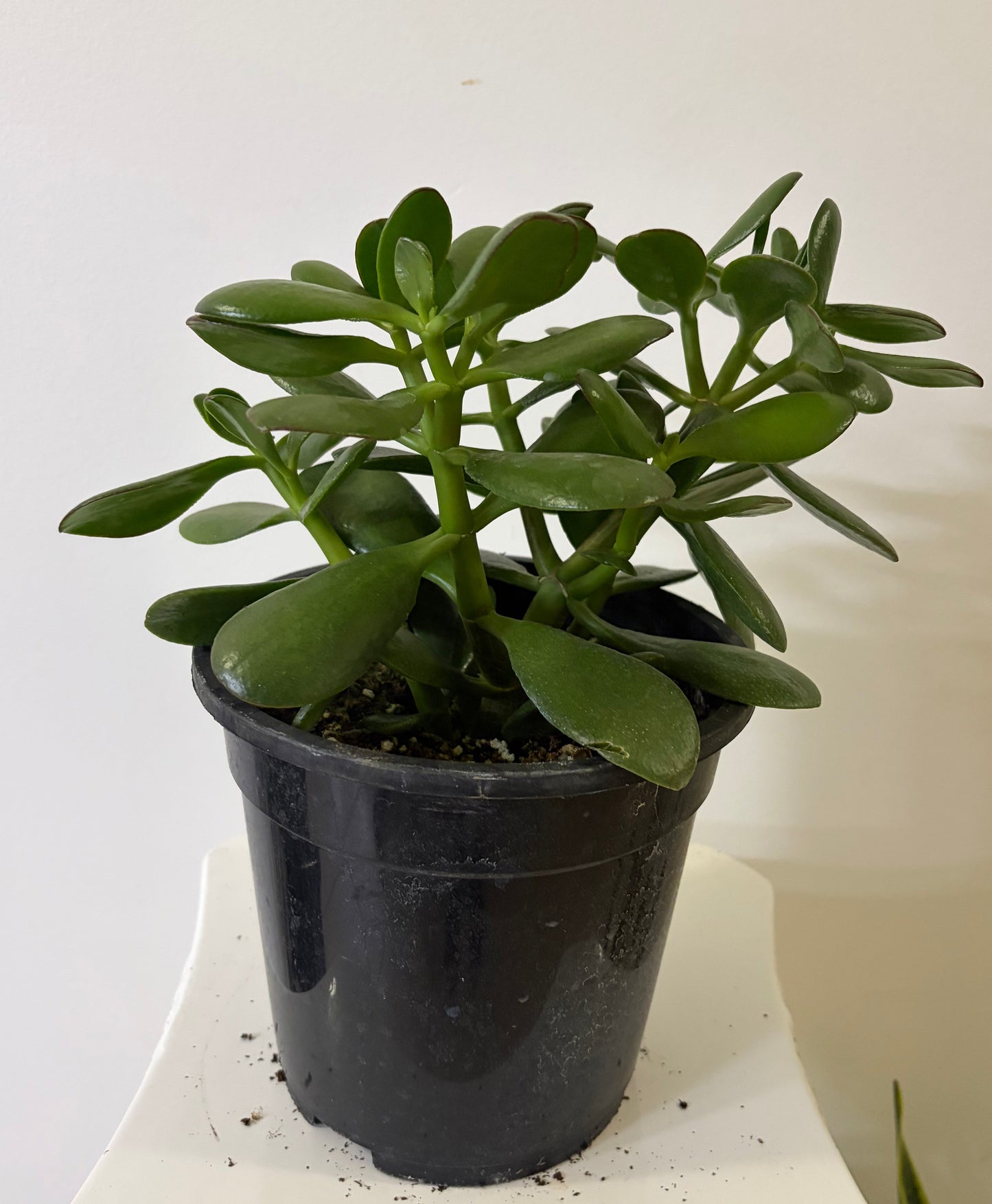 7.5" Jade Plant