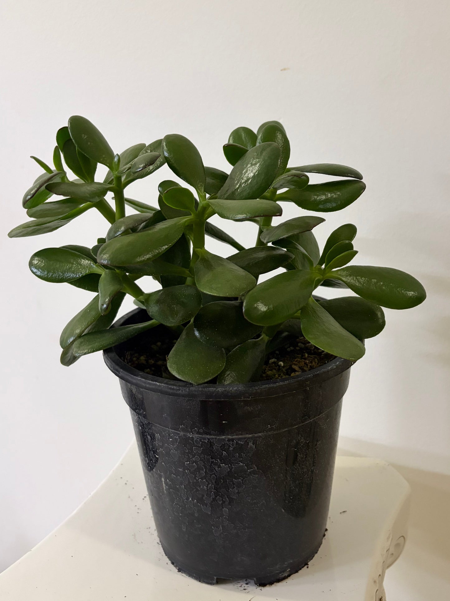 7.5" Jade Plant