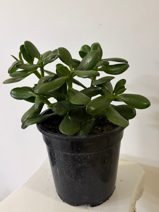 7.5" Jade Plant